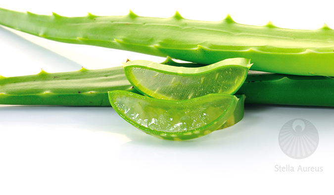 Aloe Vera Gesundheit